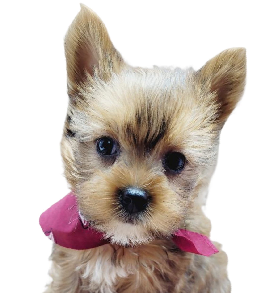 Yorkshire Terrier Puppies Sale in Pennsylvania Maxies Babies