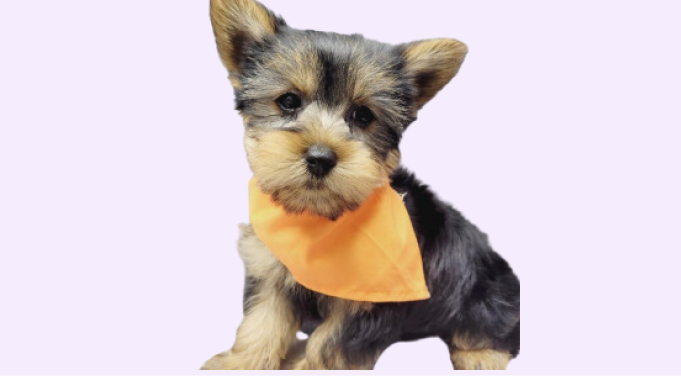 Yorkie Puppies for Sale in New York