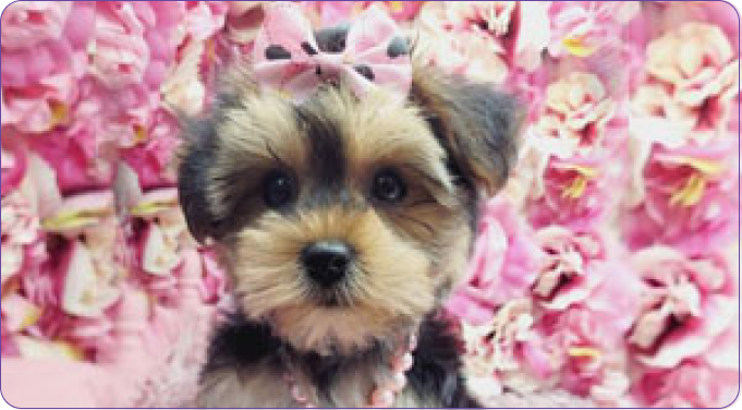 Best Practices for Training Your Yorkie