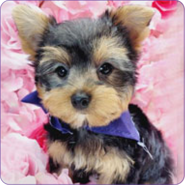 NYC Yorkies Perfect Pets for City Dwellers