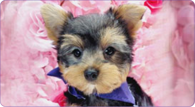 Yorkies for Sale in New Jersey