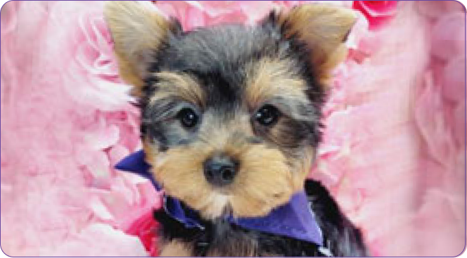 Unraveling the Timeless Charm: A Glimpse into the History of the Yorkie