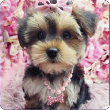 yorkie for sale new york