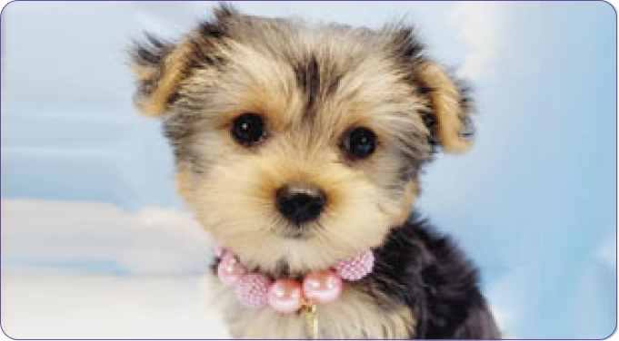 Teacup Yorkie puppy for sale