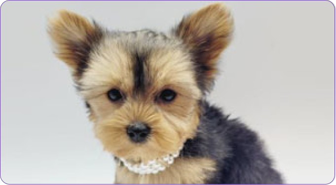 Yorkies for Sale in the Garden State