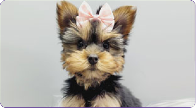 Yorkshire Terriers: Exploring Yorkie Variations and More