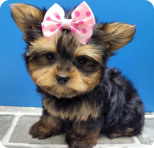 Micro Yorkie Puppies for sale