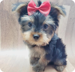 Puppies for Sale Yorkie