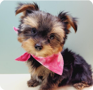 Yorkie Puppies For Sale Queens NY