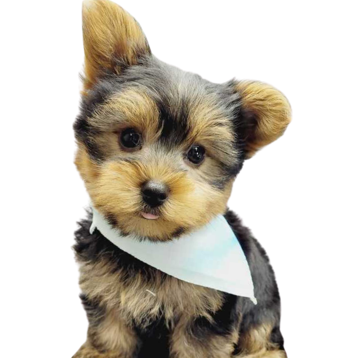 Yorkie Puppies for Sale in Queens, New York​