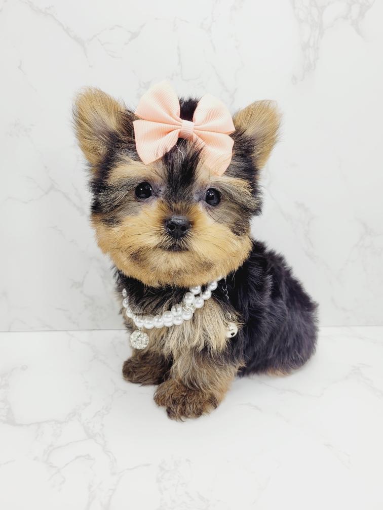 Teacup Yorkie for Sale in the Heart of NYC